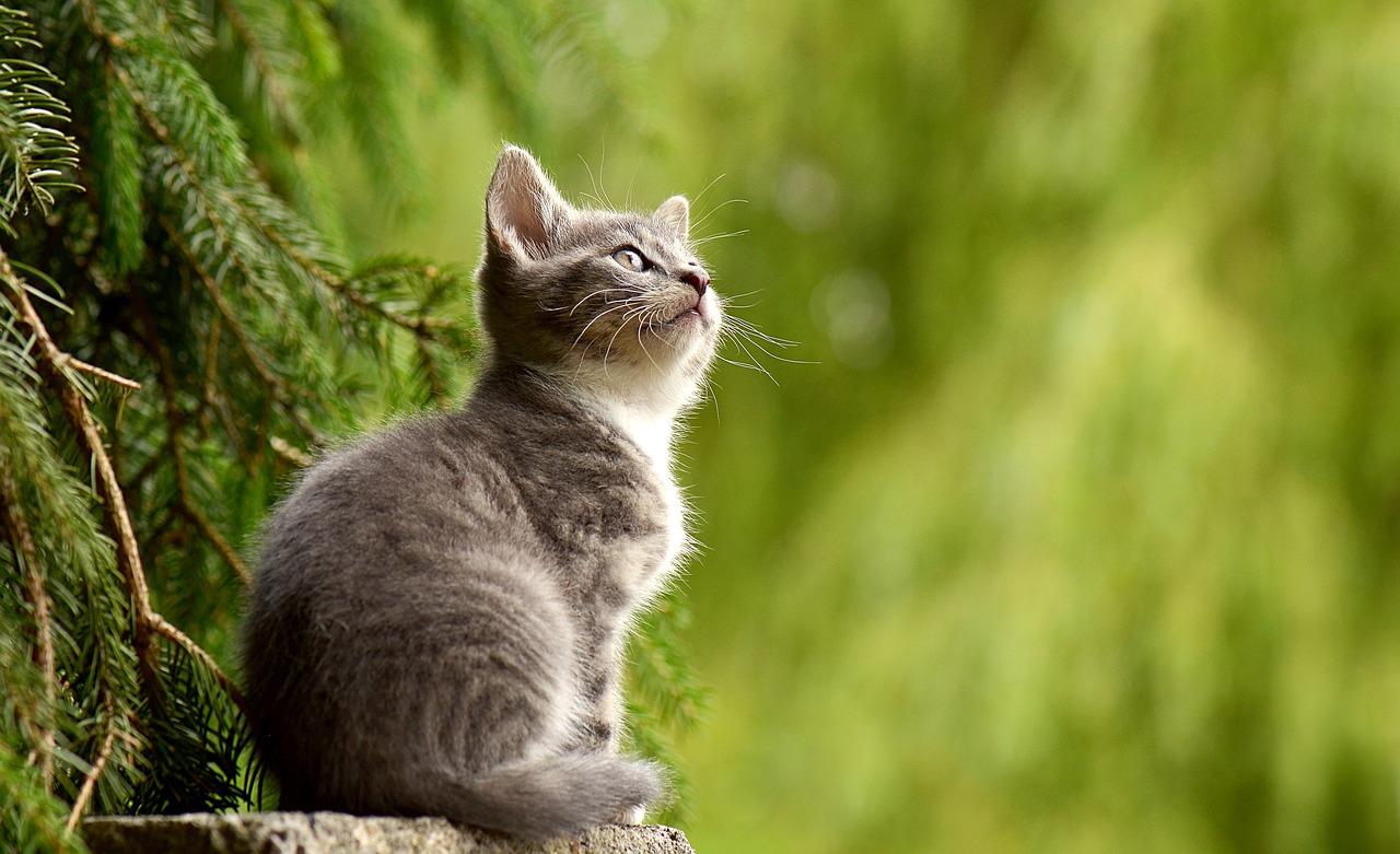 Katės priežiūra: kaip užtikrinti, kad katė gyventų pilnavertį gyvenimą